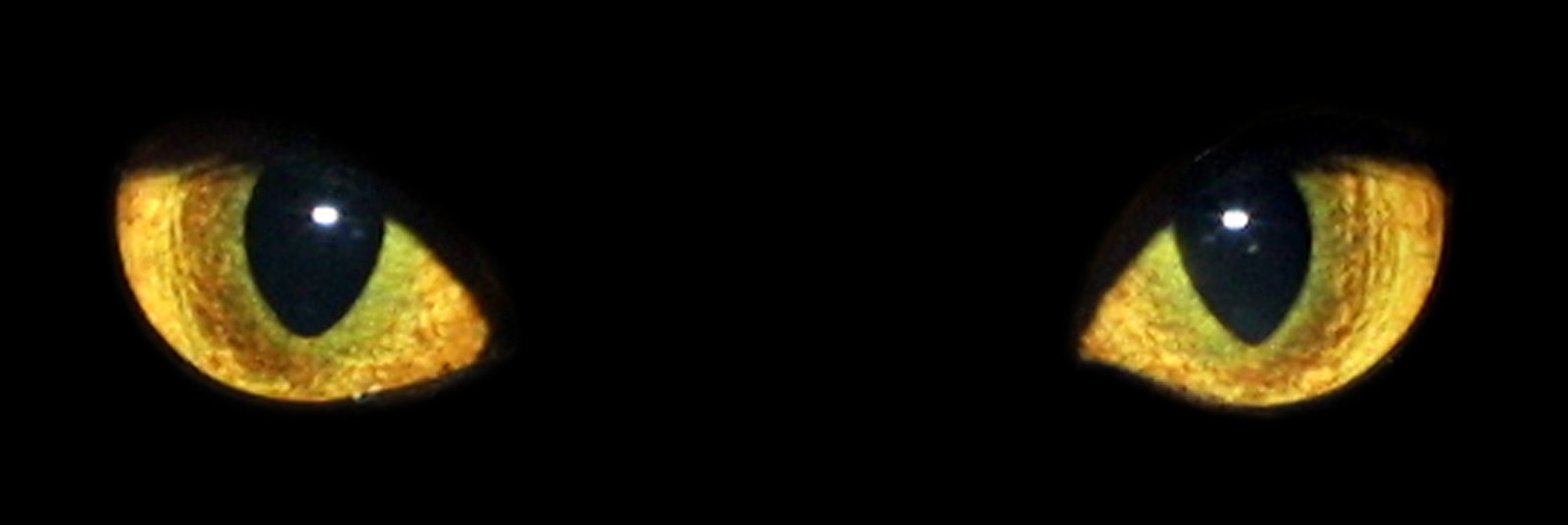 eyes.jpg